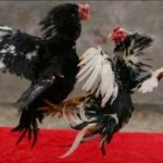 Dugaan Perjudian Sabung Ayam di Danaraja Banyumas, Omset Capai Puluhan Juta, Diduga Libatkan Oknum Polisi