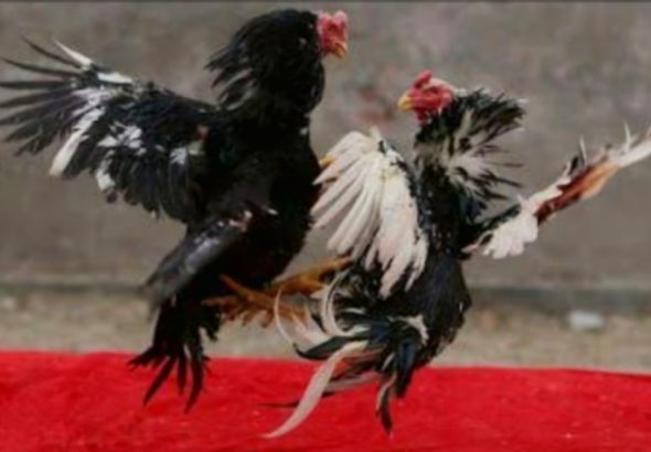 Dugaan Perjudian Sabung Ayam di Danaraja Banyumas, Omset Capai Puluhan Juta, Diduga Libatkan Oknum Polisi