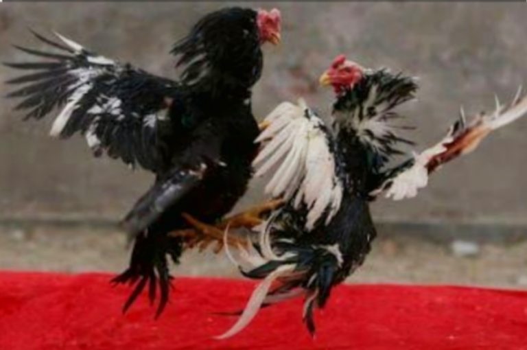 Dugaan Perjudian Sabung Ayam di Danaraja Banyumas, Omset Capai Puluhan Juta, Diduga Libatkan Oknum Polisi